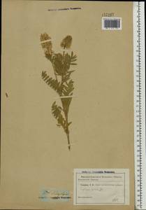 Oxytropis pilosa (L.)DC., Eastern Europe, Central region (E4) (Russia)