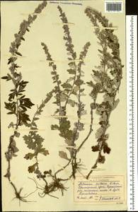 Artemisia saitoana Kitam., Siberia, Russian Far East (S6) (Russia)