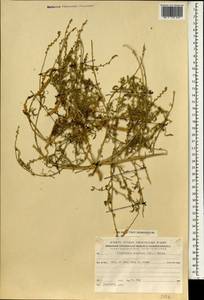 Oligomeris linifolia (Vahl ex Hornem.) Macbr., South Asia, South Asia (Asia outside ex-Soviet states and Mongolia) (ASIA) (Israel)