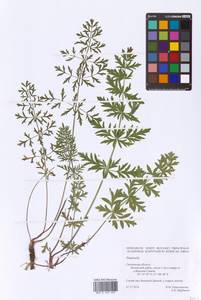 Pimpinella, Eastern Europe, Western region (E3) (Russia)