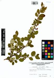 Cotoneaster neopopovii Czerep., Siberia, Baikal & Transbaikal region (S4) (Russia)