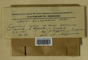 Plagiomnium acutum (Lindb.) T.J. Kop., Bryophytes, Bryophytes - Russian Far East (excl. Chukotka & Kamchatka) (B20) (Russia)