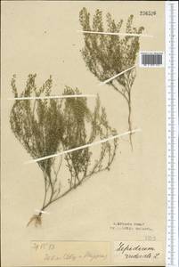 Lepidium ruderale L., Middle Asia, Northern & Central Kazakhstan (M10) (Kazakhstan)