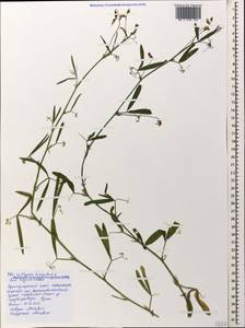 Lathyrus hirsutus L., Caucasus, Black Sea Shore (from Novorossiysk to Adler) (K3) (Russia)