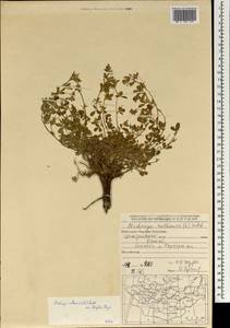 Medicago ruthenica (L.)Ledeb., Mongolia (MONG) (Mongolia)