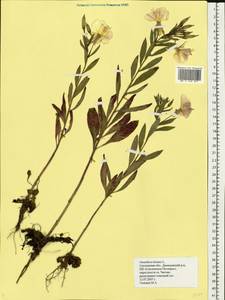 Oenothera biennis L., Eastern Europe, Western region (E3) (Russia)