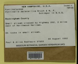 Fontinalis dalecarlica Bruch & Schimp., Bryophytes, Bryophytes - America (BAm) (United States)