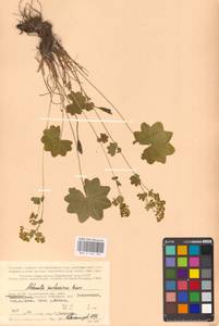 Alchemilla murbeckiana Buser, Eastern Europe, Northern region (E1) (Russia)