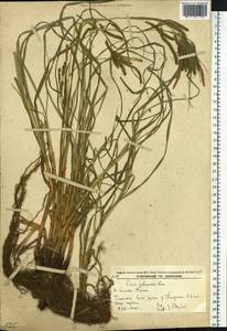 Carex jaluensis Kom., Siberia, Russian Far East (S6) (Russia)