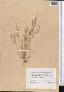 Aristida adscensionis L., Middle Asia, Caspian Ustyurt & Northern Aralia (M8) (Kazakhstan)