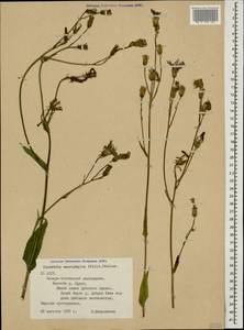 Lactuca macrophylla subsp. macrophylla, Caucasus, North Ossetia, Ingushetia & Chechnya (K1c) (Russia)