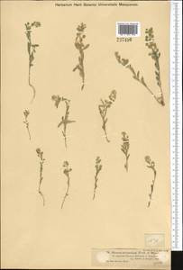 Alyssum alyssoides (L.) L., Middle Asia, Dzungarian Alatau & Tarbagatai (M5) (Kazakhstan)