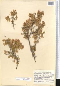 Atraphaxis pyrifolia Bunge, Middle Asia, Pamir & Pamiro-Alai (M2) (Tajikistan)
