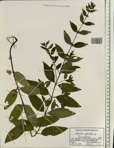 Mentha arvensis L., Eastern Europe, Central forest-and-steppe region (E6) (Russia)