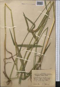 Elymus drobovii (Nevski) Tzvelev, Middle Asia, Western Tian Shan & Karatau (M3) (Uzbekistan)