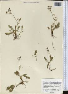 Vicatia coniifolia Wall. ex DC., Middle Asia, Dzungarian Alatau & Tarbagatai (M5) (Kazakhstan)