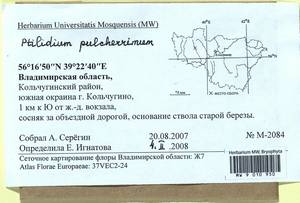 Ptilidium pulcherrimum (Weber) Vain., Bryophytes, Bryophytes - Middle Russia (B6) (Russia)