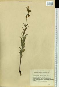 Adenophora gmelinii subsp. gmelinii, Siberia, Altai & Sayany Mountains (S2) (Russia)