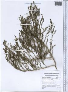 Haloxylon regelii Bunge, Middle Asia, Pamir & Pamiro-Alai (M2) (Kyrgyzstan)