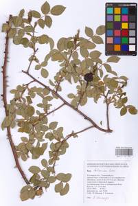Rosa balsamica Besser, Eastern Europe, Rostov Oblast (E12a) (Russia)