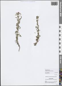 Achillea wilhelmsii K. Koch, Middle Asia, Karakum (M6) (Turkmenistan)