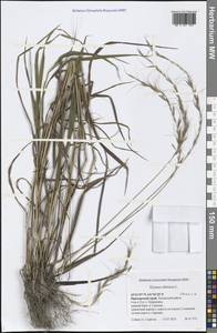 Elymus sibiricus L., Siberia, Russian Far East (S6) (Russia)