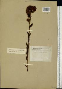 Hylotelephium telephium (L.) H. Ohba, Eastern Europe, Moscow region (E4a) (Russia)