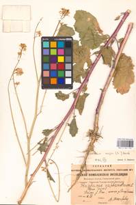 Brassica nigra (L.) W.D.J. Koch, Eastern Europe, Moscow region (E4a) (Russia)