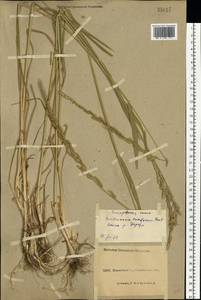 Beckmannia eruciformis (L.) Host, Eastern Europe, North Ukrainian region (E11) (Ukraine)