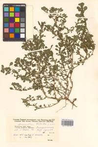 Amaranthus blitoides S. Watson, Siberia, Russian Far East (S6) (Russia)