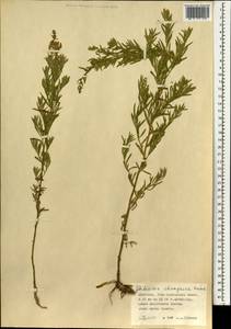 Artemisia dracunculus var. changaica (Krasch.) Y. R. Ling, Mongolia (MONG) (Mongolia)