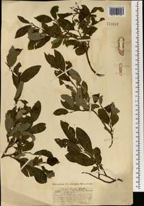 Salix taraikensis Kimura, Mongolia (MONG) (Mongolia)