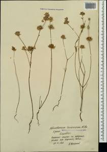 Helianthemum ledifolium subsp. lasiocarpum (Jacques & Hérincq) Nyman, Crimea (KRYM) (Russia)