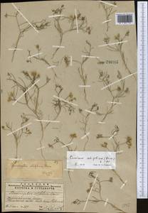 Cuminum setifolium (Boiss.) Koso-Pol., Middle Asia, Western Tian Shan & Karatau (M3) (Kazakhstan)