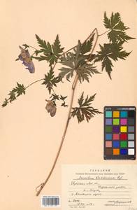 Aconitum raddeanum Regel, Siberia, Russian Far East (S6) (Russia)