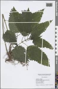 Urtica dioica L., Eastern Europe, Central region (E4) (Russia)