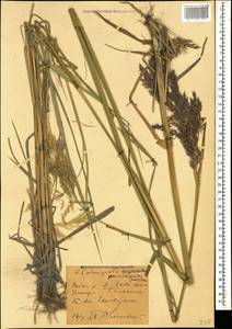 Calamagrostis pseudophragmites (Haller f.) Koeler, Caucasus, Krasnodar Krai & Adygea (K1a) (Russia)