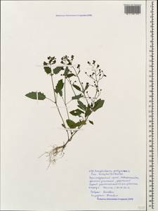 Scrophularia peregrina L., Caucasus, Black Sea Shore (from Novorossiysk to Adler) (K3) (Russia)