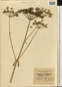 Angelica sylvestris L., Eastern Europe, Moscow region (E4a) (Russia)