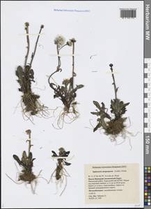 Tephroseris integrifolia subsp. atropurpurea (Ledeb.) B. Nord., Siberia, Western Siberia (S1) (Russia)