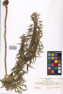 MHA 0 154 633, Leonurus glaucescens Bunge, Eastern Europe, Lower Volga region (E9) (Russia)