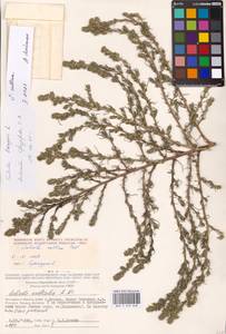 Salsola collina Pall., Eastern Europe, Moscow region (E4a) (Russia)