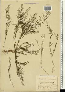 Thesium ramosum Hayne, Crimea (KRYM) (Russia)