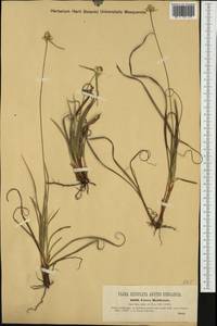 Carex baldensis L., Western Europe (EUR) (Italy)