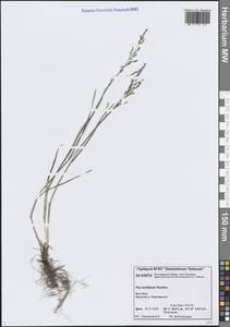 Poa tanfiljewii Roshev., Siberia, Central Siberia (S3) (Russia)