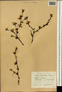 Prunus tomentosa Thunb., South Asia, South Asia (Asia outside ex-Soviet states and Mongolia) (ASIA) (North Korea)