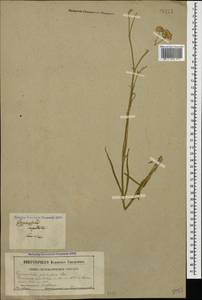 Gypsophila capitata Bieb., Caucasus (no precise locality) (K0)
