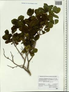 Lonicera chamissoi Bunge, Siberia, Russian Far East (S6) (Russia)