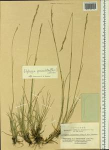 Elymus bungeanus (Trin.) Melderis, Siberia, Altai & Sayany Mountains (S2) (Russia)