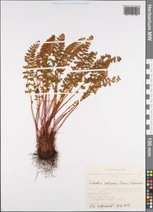 Woodsia calcarea (Fomin) Shmakov, Siberia, Altai & Sayany Mountains (S2) (Russia)